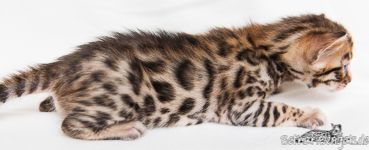 Bengal Kitten